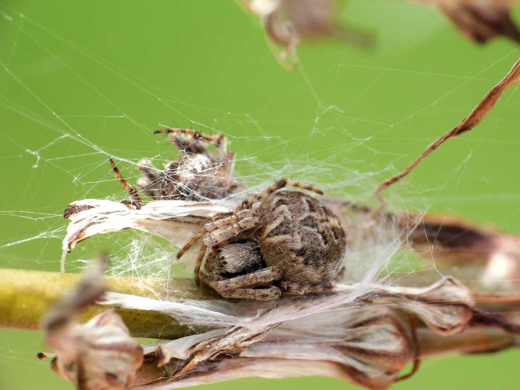 Agalenatea redii: strana coppia - Tolfa (RM)